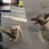 Rize'de temizlik işçisinin süpürgesini çalarak kaçan sokak köpeği kamerada! Rize'de temizlik işçisinin süpürgesini çalarak kaçan sokak köpeği kamerada!