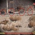 IŞİD'e operasyon: En az 40 ölü