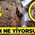 Gıda teröristlerinden et ve tavuk dönerde akılalmaz hile! Bakın ne yiyorsunuz!