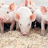 Türkiye domuz ihracatçısı olacak