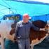 1 tonluk kurbanlık boğa, hayvan pazarının ilgi odağı oldu