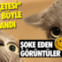 Milletvekili Genel Seçimi