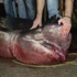 Marmara Denizi'nde 4 metrelik köpek balığı yakalandı