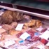Rusya'da bin dolarlık balık yiyen kedi ün kazandı