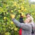 Limon, bu yıl altın dönemini yaşayacak Limon, bu yıl altın dönemini yaşayacak