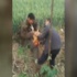 Yavuz hırsız ev sahibini bastırdı!