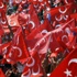 "MHP tabanı Türkeş'i destekliyor!" "MHP tabanı Türkeş'i destekliyor!"