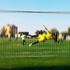 Sahaya çıkacak futbolcu kalmadı!
