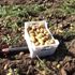 Niğde de turfanda patates hasadı başladı