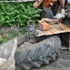 Tanker- traktör çarpıştı; 3 ölü