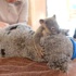 Yavru koala annesini bırakmadı...