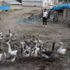 Pandemi döneminde biriktirdiği burs parası ile kaz yetiştiriciliğine başladı Pandemi döneminde biriktirdiği burs parası ile kaz yetiştiriciliğine başladı