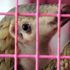 Çin geleneksel ilaç listesinden pangolin pullarını çıkardı Çin geleneksel ilaç listesinden pangolin pullarını çıkardı