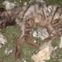Çizgili sırtlanı köpeklere parçalatıp, tüfekle öldürdüler
