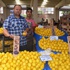 Limon fiyatları tavan yapınca... Limon fiyatları tavan yapınca...