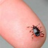 9 kentte kene alarmı verildi