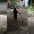 Evde denemeyin! Yaşlı kadın dev kobrayı önce sürükledi, sonra savurdu