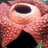 Çürük et kokulu dünyanın en büyük çiçeği rekor tazeledi