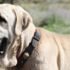 Aksaray Malaklısı 2 bin yıl önce Asurlular tarafından savaş köpeği olarak kullanıldı Aksaray Malaklısı 2 bin yıl önce Asurlular tarafından savaş köpeği olarak kullanıldı