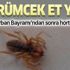Kahramanmaraş'ta bulundu! Bu örümcek et yiyor!