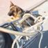 Köpeği motosiklete bağlayıp sürüklediler