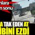 ﻿Suruç'ta canına tak eden at, sahibini ezdi