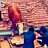 Kayıp ineğini çatıda buldu Kayıp ineğini çatıda buldu
