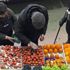 Rusya, 1 tonun üzerinde Türk domatesini imha etti Rusya, 1 tonun üzerinde Türk domatesini imha etti