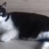 Sahibini bırakıp komşuya taşınan kedi mahkemelik oldu!
