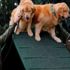 Şili normalleşme için çareyi korona köpeklerinde arıyor Şili normalleşme için çareyi korona köpeklerinde arıyor