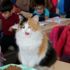 Kedi 'Boziş' okulun maskotu oldu Kedi 'Boziş' okulun maskotu oldu