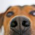 Köpekler kan örneğinde kanseri koklayarak tespit etti Köpekler kan örneğinde kanseri koklayarak tespit etti