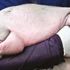 ‘Yetim' dugong hayatını kaybetti ‘Yetim' dugong hayatını kaybetti
