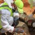 Libya'da bir toplu mezar daha