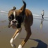 Sadece iki bacağı olan köpeğin yaşama sevinci Sadece iki bacağı olan köpeğin yaşama sevinci