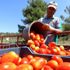 Buca'da belediye arazileri tarıma açıldı, toplanan ürünler vatandaşa dağıtıldı