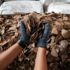 Singapur'da 14 ton pangolin pulu ele geçirildi: Değeri 38,7 milyon dolar Singapur'da 14 ton pangolin pulu ele geçirildi: Değeri 38,7 milyon dolar