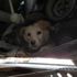 Hep kedileri gördük, bu sefer bir köpek… Hep kedileri gördük, bu sefer bir köpek…