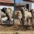 Çevik Kuvvete millî köpek! Toplumsal olayları 'Kangal' çözecek