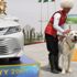 Türkmenistan'da yerli çoban köpeği türü Alabaylar onuruna ulusal tatil