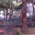 Bornova daki orman yangını kontrol altına alındı