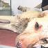 Kan donduran vahşet! Köpeğin bacağını vahşice kestiler