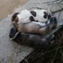 Soğuktan donan 7 yavru köpek telef oldu