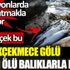 ﻿Küçükçekmece Gölü sahili ölü balıklarla doldu