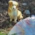 Ağzı bağlı çuvala konulan köpek, ölüme terk edildi