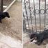 Demir parmaklıklara sıkışan köpeğin yardımına itfaiye koştu Demir parmaklıklara sıkışan köpeğin yardımına itfaiye koştu