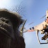 Asabi şempanze Drone'a sopayla saldırdı Asabi şempanze Drone'a sopayla saldırdı