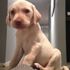 Hırsızlar minik çocuğun çaldıkları köpeğini iade ettiler
