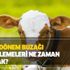 Buzağı destek ödemeleri yattı mı? 2018 2. dönem buzağı desteklemeleri ne zaman yatacak?