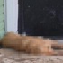 hem kendi hem köpeği... hem kendi hem köpeği...